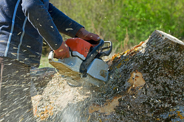 Tree Branch Trimming in Edinburg, VA